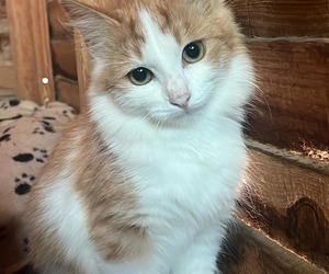 Adopt Gina: Find Your Furry Friend