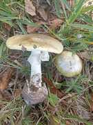 Deadly Death Cap Mushroom