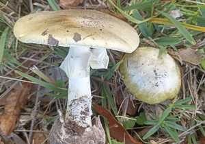 Deadly Death Cap Mushroom