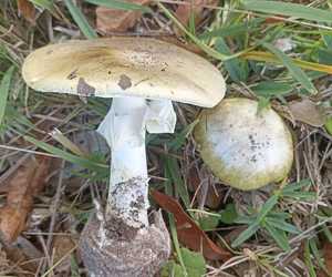 Deadly Death Cap Mushroom