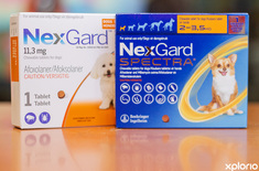 gansbaai_animal_and_pet_food_pet_food_express_nexgard_1714126404