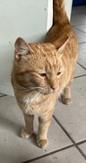 Meet Bob: Ginger Cat Looking for Forever Home