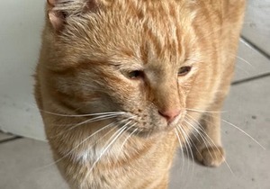 Meet Bob: Ginger Cat Looking for Forever Home