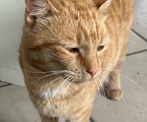 Meet Bob: Ginger Cat Looking for Forever Home