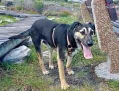 Meet Benjie: Rescue Dog Ready for Forever Home