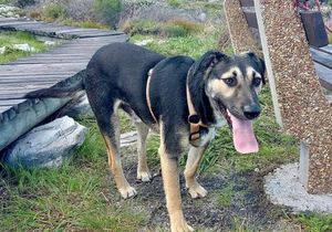 Meet Benjie: Rescue Dog Ready for Forever Home