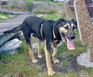 Meet Benjie: Rescue Dog Ready for Forever Home