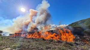 Fynbos Management: Controlled Ecological Burn at Grootbos