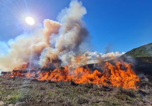 Fynbos Management: Controlled Ecological Burn at Grootbos