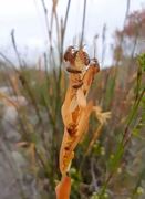 Swollen Restio Beetles Spotted Feasting on Restio Pollen!