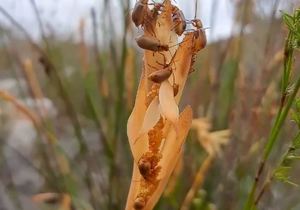 Swollen Restio Beetles Spotted Feasting on Restio Pollen!