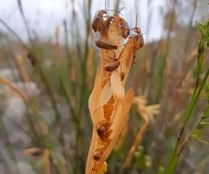 Swollen Restio Beetles Spotted Feasting on Restio Pollen!