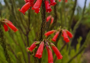 Discover Elim's Natural Wonders with Grootbos Foundation