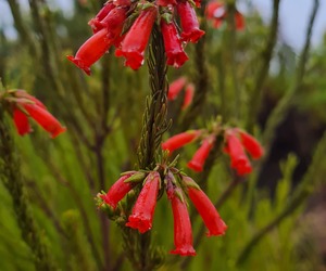 Discover Elim's Natural Wonders with Grootbos Foundation