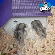Adorable Russian Dwarf Hamsters