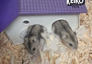 Adorable Russian Dwarf Hamsters