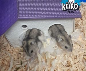 Adorable Russian Dwarf Hamsters