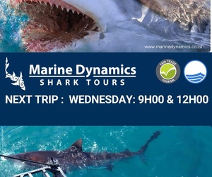 Next Shark Cage Diving Trip: 1 May 2024