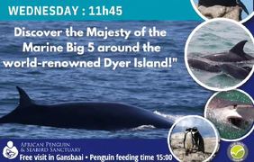 Next Dyer Island Marine Big 5 Tour: 1 May 2024