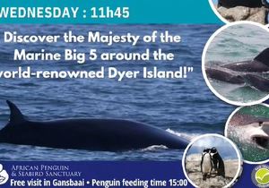 Next Dyer Island Marine Big 5 Tour: 1 May 2024