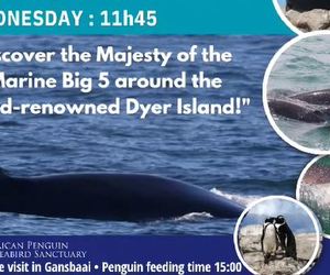 Next Dyer Island Marine Big 5 Tour: 1 May 2024