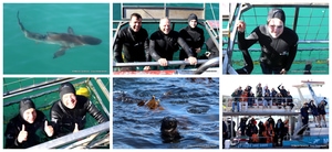 Daily Blog: 29 April 2024 | Shark Cage Diving