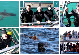 Daily Blog: 29 April 2024 | Shark Cage Diving