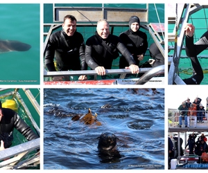 Daily Blog: 29 April 2024 | Shark Cage Diving