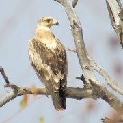Secret Worlds of Birds of Prey