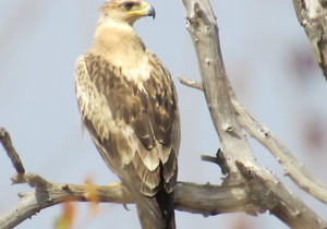 Secret Worlds of Birds of Prey