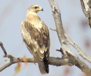 Secret Worlds of Birds of Prey
