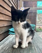 Meet Oakley: Adoptable Kitten