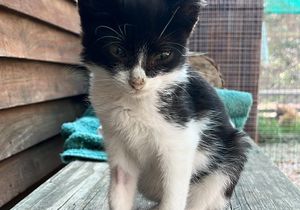 Meet Oakley: Adoptable Kitten