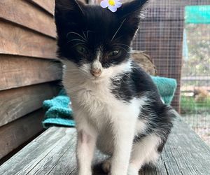 Meet Oakley: Adoptable Kitten