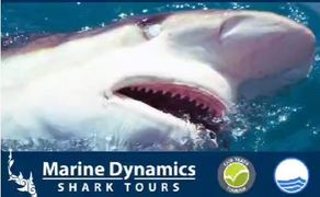 Next Shark Cage Diving Trip: 3 May 2024