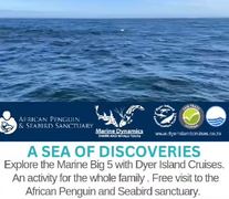 Next Dyer Island Marine Big 5 Tour: 3 May 2024