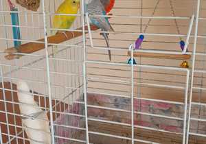 Our New Feathered Friends!