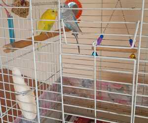 Our New Feathered Friends!