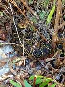 Biodiversity Team Captures Puffadder Photo in Gansbaai