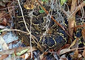 Biodiversity Team Captures Puffadder Photo in Gansbaai
