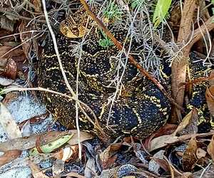 Biodiversity Team Captures Puffadder Photo in Gansbaai
