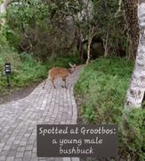 Bushbuck Sighting at Grootbos in Gansbaai