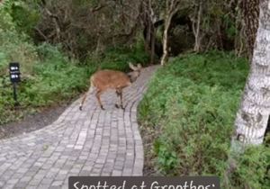 Bushbuck Sighting at Grootbos in Gansbaai
