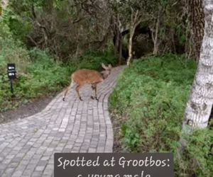 Bushbuck Sighting at Grootbos in Gansbaai