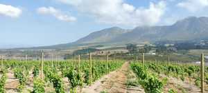 Pine Pole Delivery in Hemel-en-Aarde Valley