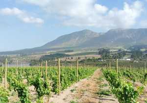 Pine Pole Delivery in Hemel-en-Aarde Valley