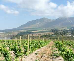Pine Pole Delivery in Hemel-en-Aarde Valley