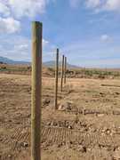 Pinus Pinaster Pine Poles for Paul Clüver Winery