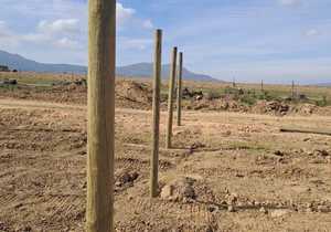 Pinus Pinaster Pine Poles for Paul Clüver Winery