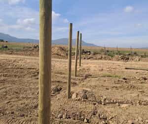 Pinus Pinaster Pine Poles for Paul Clüver Winery
